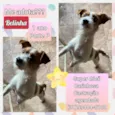 Belinha 