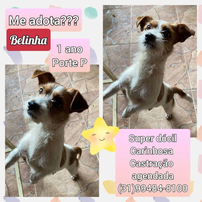 Cachorro raça SRD idade 1 ano nome Belinha 