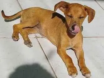 Cachorro raça Desconhecido  idade 2 a 6 meses nome Cacau