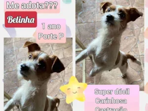 Cachorro raça SRD idade 1 ano nome Belinha 