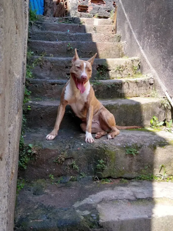 Cachorro ra a Pit Bull  idade 1 ano nome Hanna 