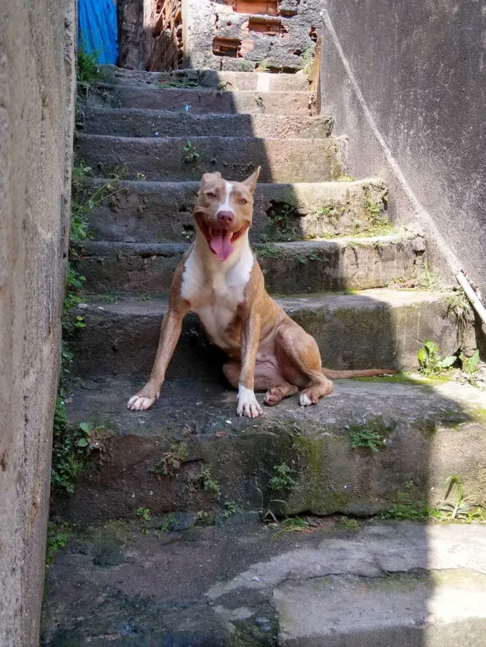 Cachorro ra a Pit Bull  idade 1 ano nome Hanna 