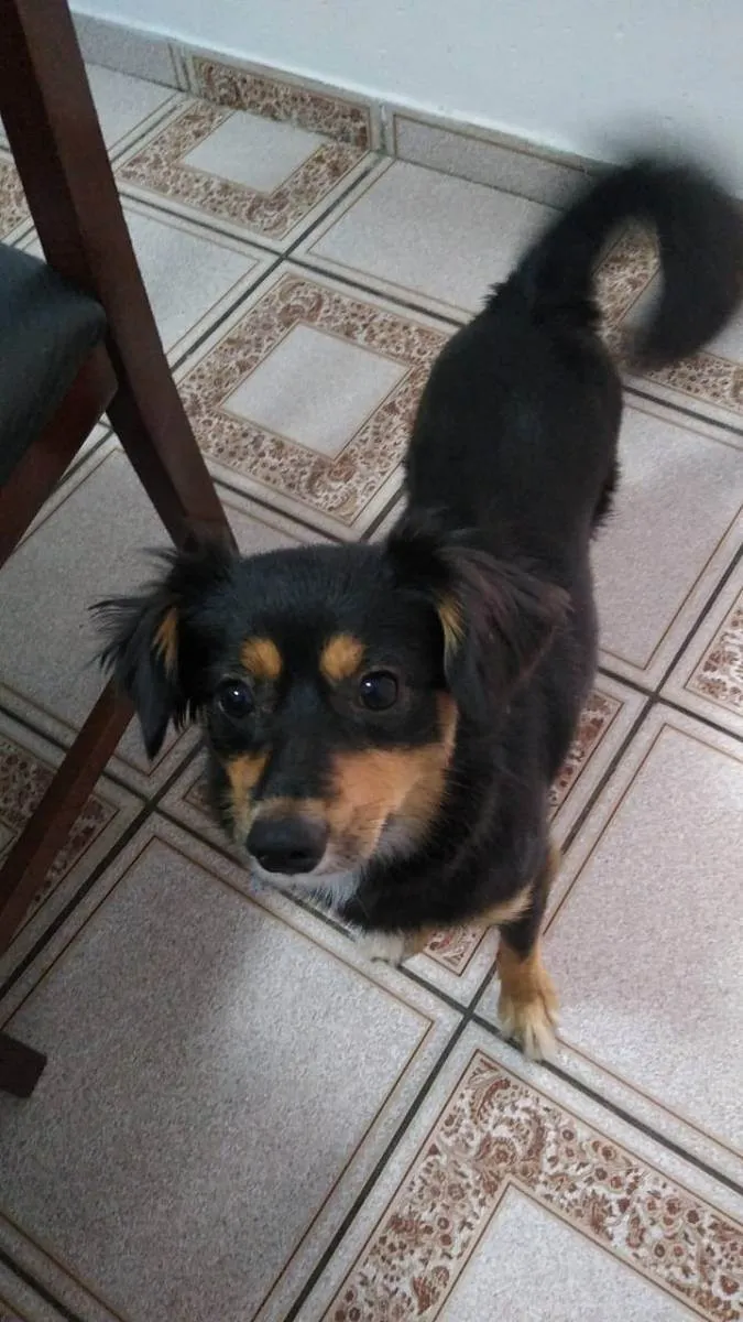 Cachorro ra a SRD idade 7 a 11 meses nome Meg