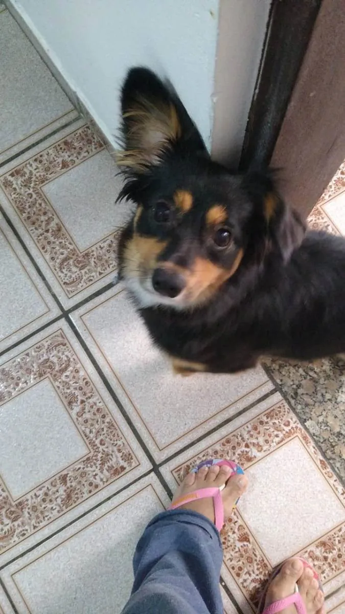 Cachorro ra a SRD idade 7 a 11 meses nome Meg