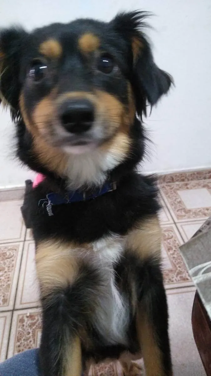 Cachorro ra a SRD idade 7 a 11 meses nome Meg