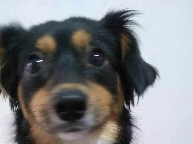 Cachorro ra a SRD idade 7 a 11 meses nome Meg