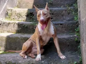 Cachorro raça Pit Bull  idade 1 ano nome Hanna 