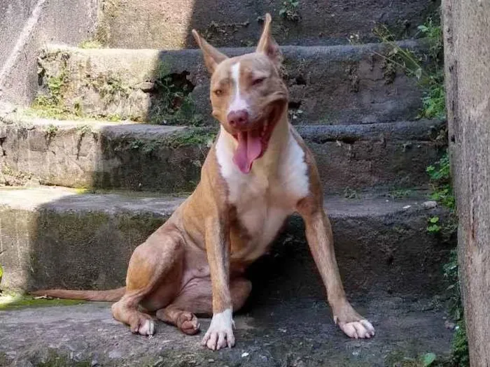 Cachorro ra a Pit Bull  idade 1 ano nome Hanna 