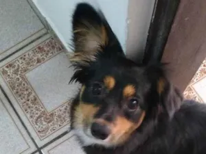 Cachorro raça SRD idade 7 a 11 meses nome Meg