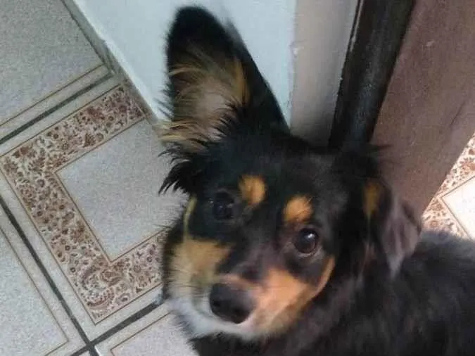 Cachorro ra a SRD idade 7 a 11 meses nome Meg