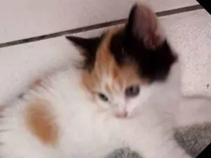 Gato raça Vira lata idade Abaixo de 2 meses nome Pandora