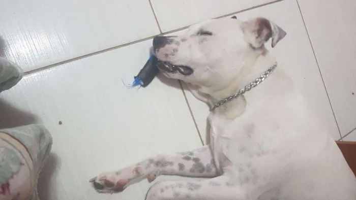 Cachorro ra a Pitbull  idade 2 anos nome Zeus 