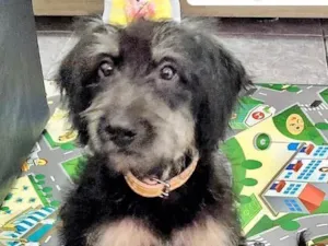 Cachorro raça  idade 2 a 6 meses nome Tulipa