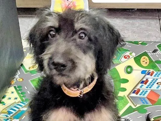 Cachorro raça  idade 2 a 6 meses nome Tulipa