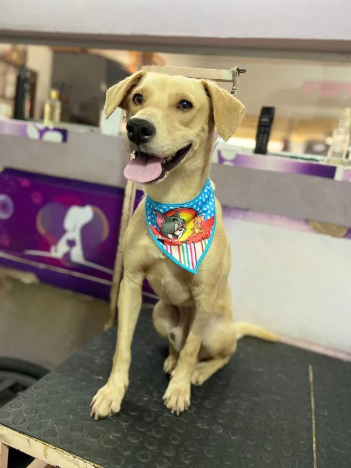 Cachorro ra a Vira Lata idade 2 anos nome Cusco