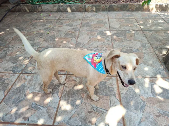 Cachorro ra a Vira Lata idade 2 anos nome Cusco