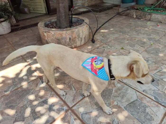 Cachorro ra a Vira Lata idade 2 anos nome Cusco