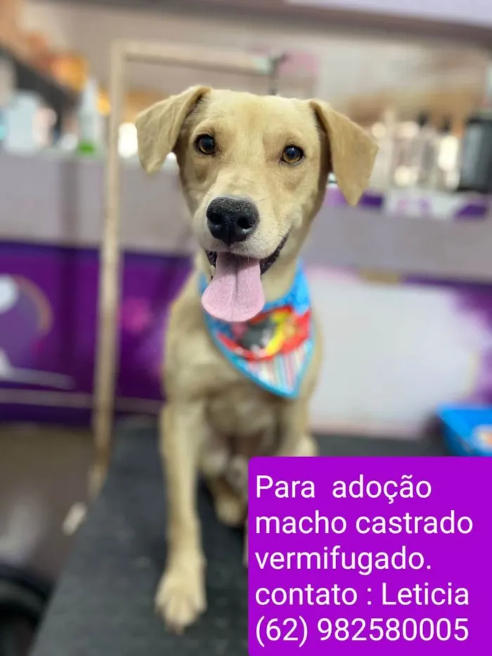 Cachorro ra a Vira Lata idade 2 anos nome Cusco