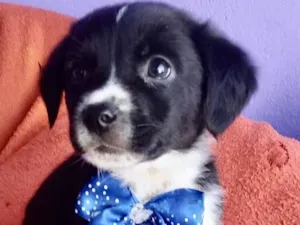 Cachorro raça  idade 2 a 6 meses nome Rocky