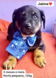 Cachorro raça  idade 2 a 6 meses nome Jaime