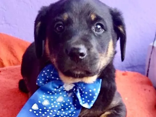 Cachorro raça  idade 2 a 6 meses nome Jaime