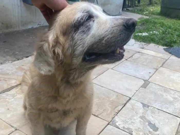 Cachorro ra a Golden retrive  idade 5 anos nome NoaH 