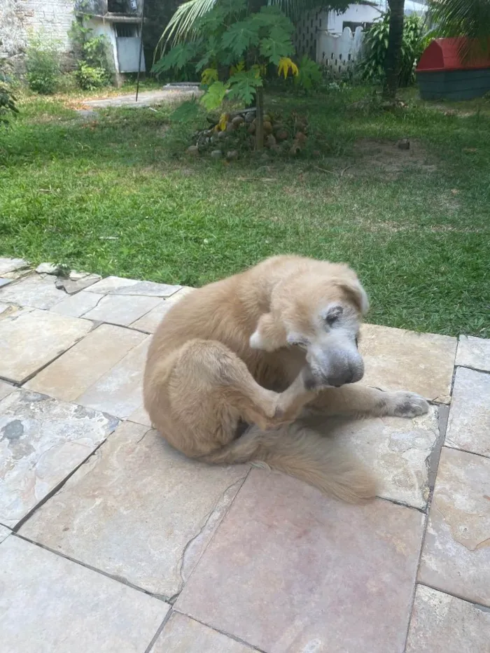 Cachorro ra a Golden retrive  idade 5 anos nome NoaH 