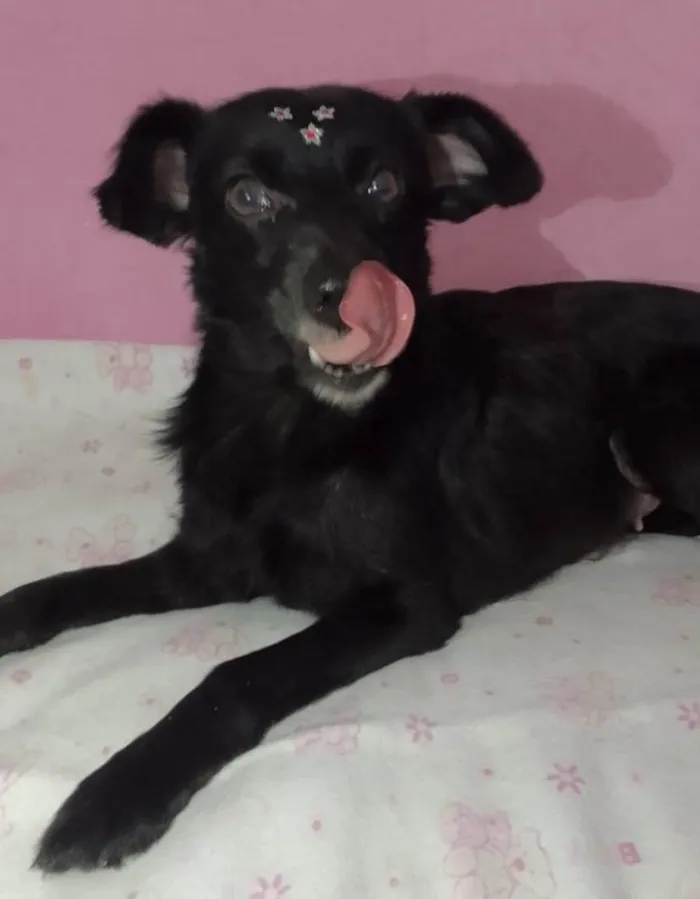 Cachorro ra a Mestiça  idade 1 ano nome Pretinha 