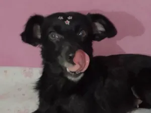 Cachorro raça Mestiça  idade 1 ano nome Pretinha 