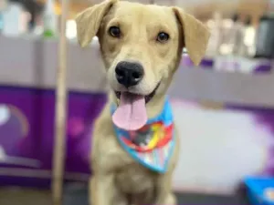 Cachorro raça Vira Lata idade 2 anos nome Cusco