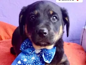 Cachorro raça  idade 2 a 6 meses nome Jaime