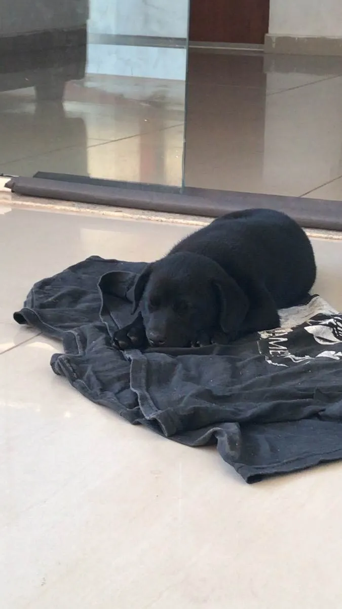 Cachorro ra a Misturada idade Abaixo de 2 meses nome Pantera