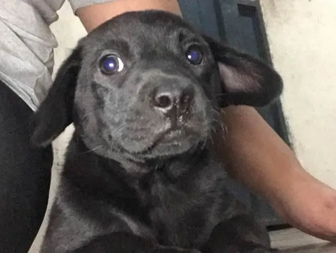 Cachorro ra a Misturada idade Abaixo de 2 meses nome Pantera