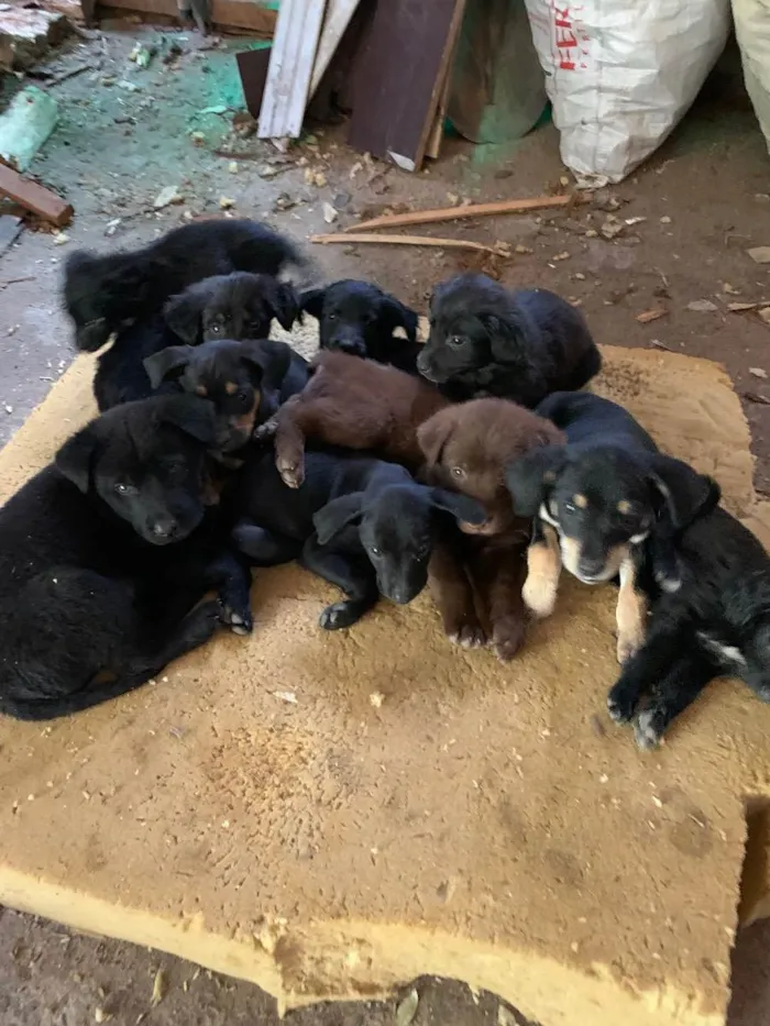 Cachorro raça Sem raca idade 2 a 6 meses nome Sem nome