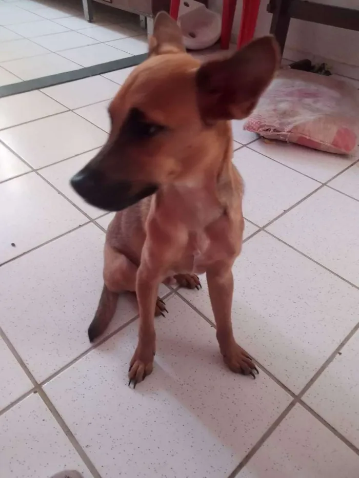 Cachorro ra a Sem raça definida  idade 2 a 6 meses nome Pé de pano