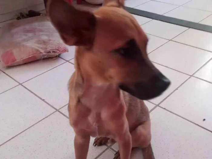 Cachorro ra a Sem raça definida  idade 2 a 6 meses nome Pé de pano