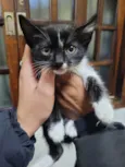 gatinho