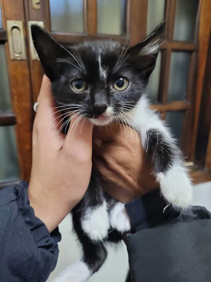 Gato ra a SRD idade 2 a 6 meses nome gatinho