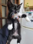 gatinho
