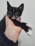 gatinho