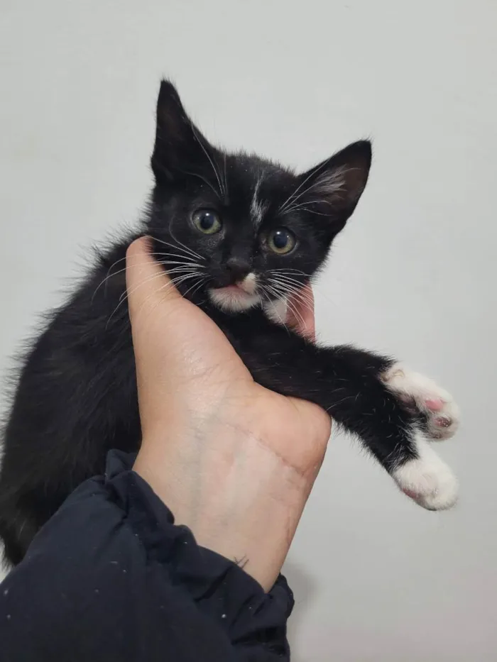 Gato ra a SRD idade 2 a 6 meses nome gatinho
