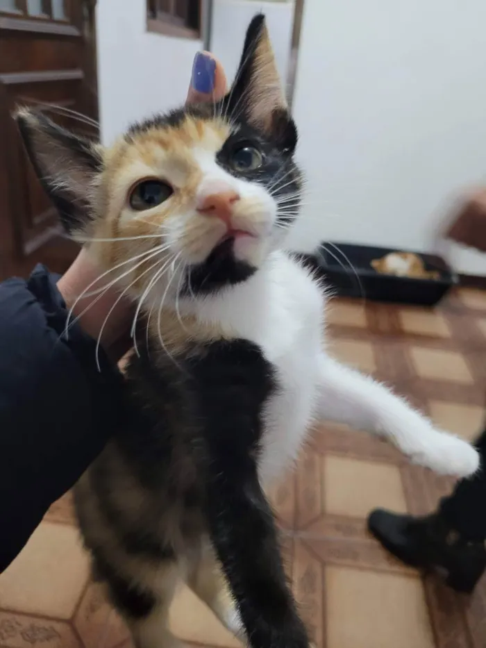 Gato ra a SRD idade 2 a 6 meses nome MARIA