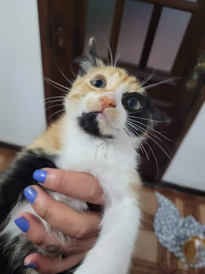 Gato ra a SRD idade 2 a 6 meses nome MARIA