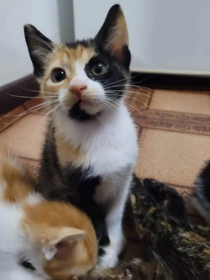 Gato ra a SRD idade 2 a 6 meses nome MARIA
