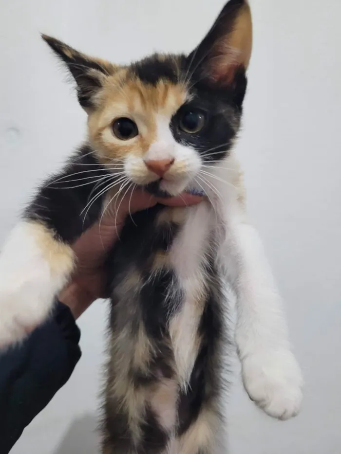 Gato ra a SRD idade 2 a 6 meses nome MARIA