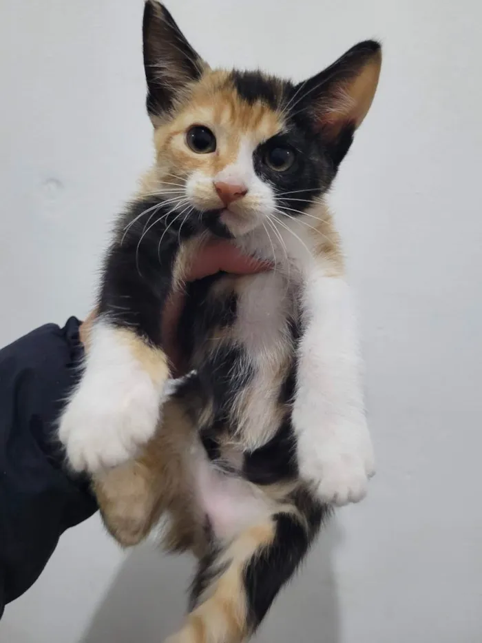 Gato ra a SRD idade 2 a 6 meses nome MARIA