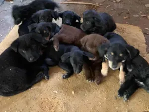 Cachorro raça Sem raca idade 2 a 6 meses nome Sem nome