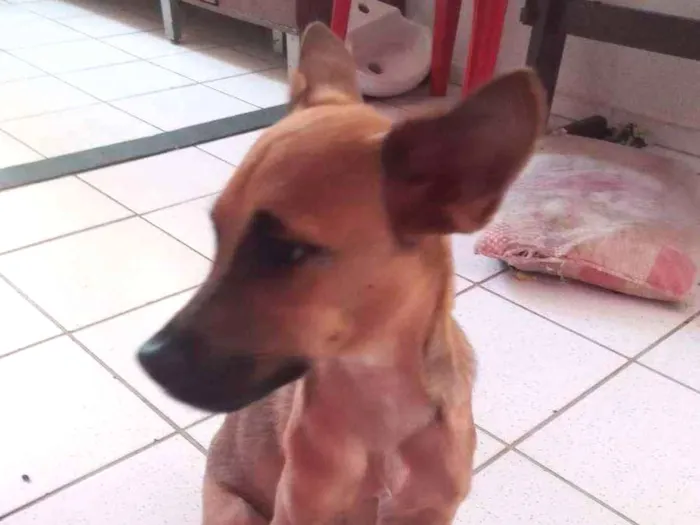 Cachorro ra a Sem raça definida  idade 2 a 6 meses nome Pé de pano