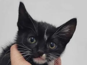 Gato raça SRD idade 2 a 6 meses nome gatinho