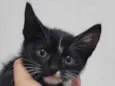 gatinho